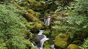 forest, stones, stream, trees, moss, leaves, greens, humidity, noise, water - wallpapers, picture