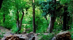 forest, foliage, trunks, stones - wallpapers, picture