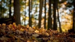 foresta, foglie, acero, terra, autunno, appassire