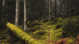 forest, moss, grass, trees, trunks