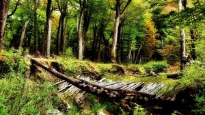 forest, bridge, logs, trees, bushes, ravine - wallpapers, picture