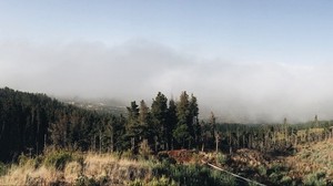 forest, sky, grass, fog