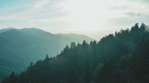 forest, sky, fog, mountains