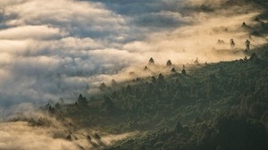 forest, clouds, top view, fog, height