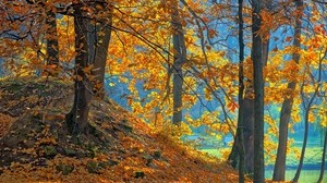 forest, autumn, trees, leaves, background, orange, blue