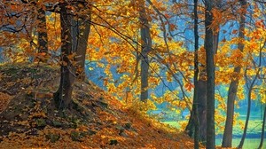 foresta, autunno, alberi, foglie, sfondo, arancione, blu