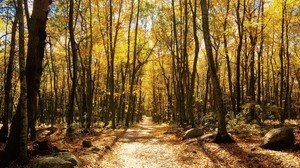 foresta, autunno, alberi, pista, fogliame