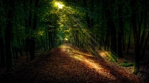 forest, autumn, path, sunlight - wallpapers, picture