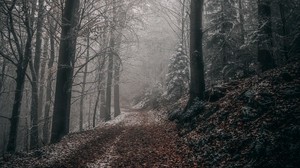 forest, autumn, fog, foliage, path, trees