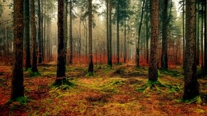 foresta, autunno, nebbia, fogliame, caduto