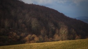 森林，秋天，山丘，斜坡