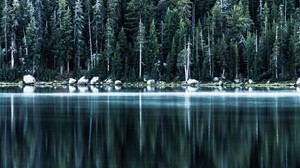 forest, lake, shore, trees, reflection