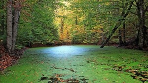 forest, pond, nature - wallpapers, picture