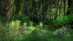 forest, vegetation, light, fern, grass, stone