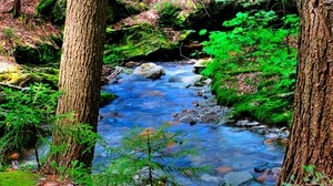 forest, river, stones, trees, nature