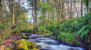 forest, river, stones, landscape - wallpapers, picture