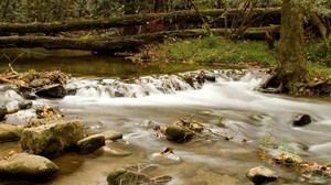 forest, river, branches, trees, stones, moss - wallpapers, picture