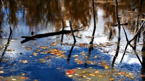forest, river, branches, leaves, reflection, autumn - wallpapers, picture