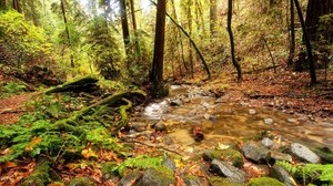 forest, stream, source, river, spring, branches, trees, earth, vegetation, stones - wallpaper, background, image