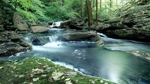 forest, stream, water, moss