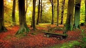 forest, bench, trees, leaves, earth