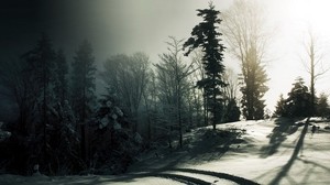 forest, snow, trees, shadows, darkness, traces