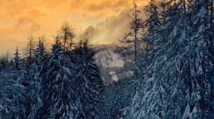 森林，雪，冬天，日落，冬季风景