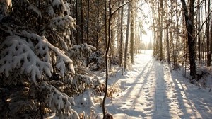 forest, snow, winter