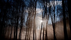 skog, solen, ljus, morgon, uppvaknande, dimma, dis