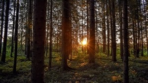 skog, solljus, träd, strålar, solnedgång