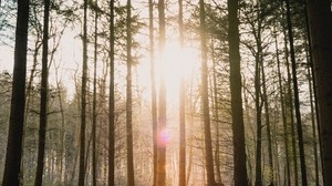 bosque, el sol, cegador, brillante, resplandor, rayos, árboles