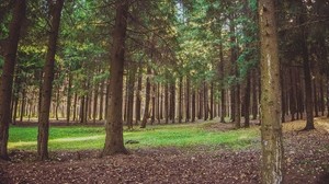 bosque, pinos, arboles