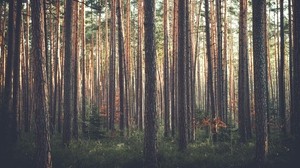 skog, tallar, träd, gräs - wallpapers, picture