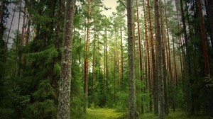 forest, pine, spruce, trunks, bark, silence