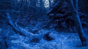 skog, skymning, kväll, träd, snö