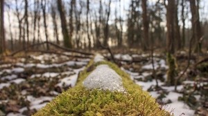 skog, gräs, mossa, snö, vår - wallpapers, picture