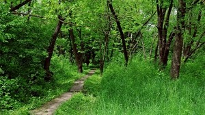 forest, trail, trees, summer, tier, signature - wallpapers, picture