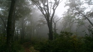 skog, spår, träd, dimma, dis, mysterium, mystik, morgon