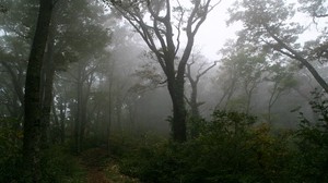 Wald, Spur, Bäume, Nebel, Dunst, Geheimnis, Mystik, Morgen