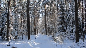 forest, trail, trees, winter, snow, shadow, skylights