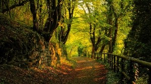 bosque, sendero, piedras, árboles, otoño, hojas