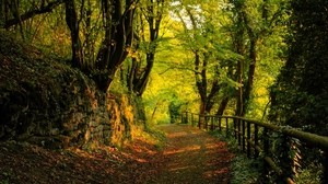 forest, trail, stones, trees, autumn, leaves