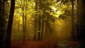 forest, trail, haze, fog, trees, young growth, mysterious