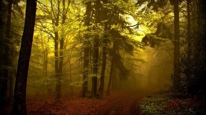 foresta, pista, foschia, nebbia, alberi, crescita giovane, misterioso