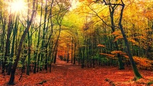 森林，小径，秋天，树木，树叶，落叶