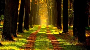 forest, trail, autumn, trees, foliage