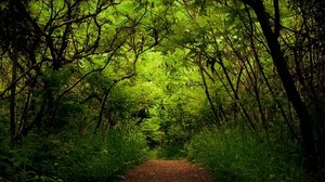 forest, trail, thicket, green, trees