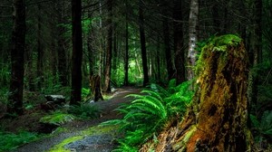 forest, path, trees, vancouver island, canada