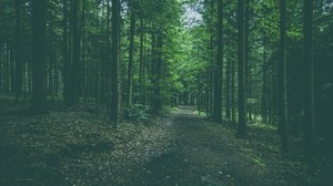forest, path, trees, pines, conifer - wallpapers, picture
