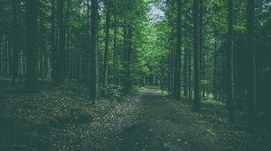 forest, path, trees, pines, conifer